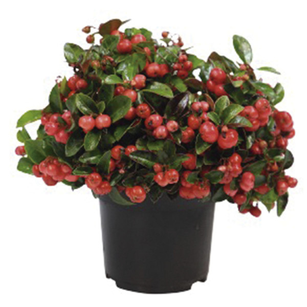 Gaultheria Procumbens Merry Berry Red