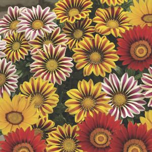 Gazania Big Kiss...