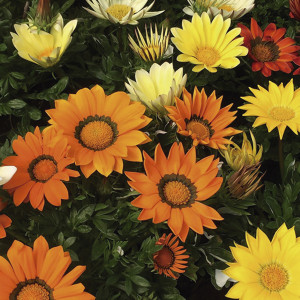 Gazania Enorma...