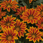 Gazania Kiss...