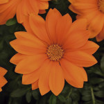Gazania (Gazania Rig...
