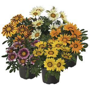 Gazania (Gazania Rig...