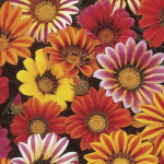 Gazania Sunshine...
