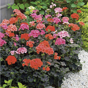 Geranium (Pelargoniu...