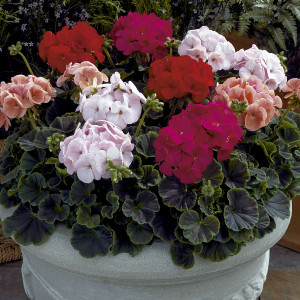 Geranio Bulls Eye...