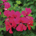 Geranio Ivy Leaf Rea...