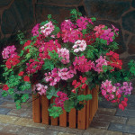 Geranio Colgante Ivy...