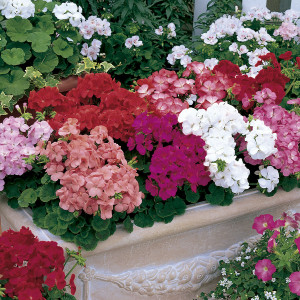 Geranio Multibloom...