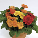Gerbera Cartwheel...