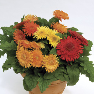 Gerbera Cartwheel...