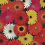 Gerbera Colorbloom...