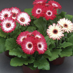 Gerbera Royal Prince...