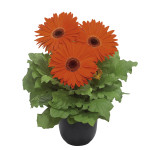 Gerbera Floriline Gi...