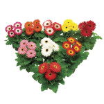 Gerbera Floriline Ma...