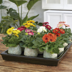 Gerbera Floriline Mi...