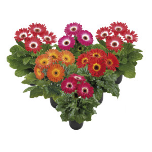 Gerbera Floriline Mi...
