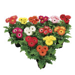 Gerbera Floriline Mi...
