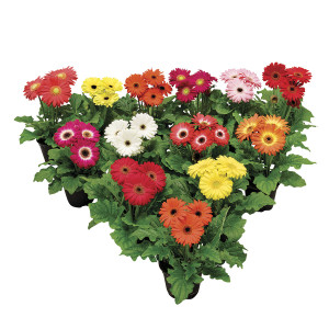 Gerbera Floriline Mi...