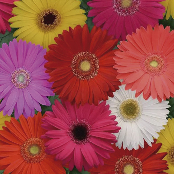 Gerbera Mega Revolution