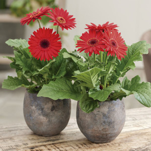 Gerbera Royal Mini...