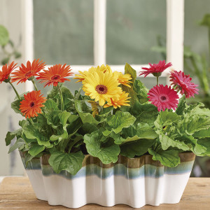 Gerbera Royal...