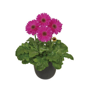 Gerbera Royal Semi D...
