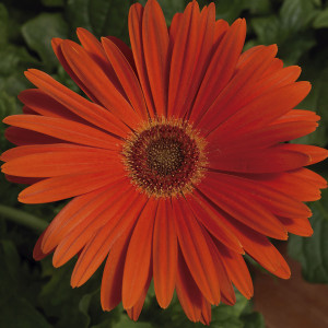 Gerbera Majorette...