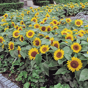 Girasol Big Smile...