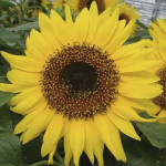 Girasol Choco Sun...