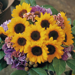 Girasol F1 Premier S...