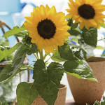 Girasol Smiley...