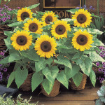 Girasol Sunny Smile...