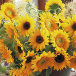 Girasol F1 Sunrich...