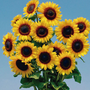Girasol F1 Full Sun ...