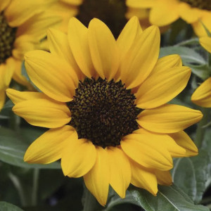 Girasol Miss Sunshin...