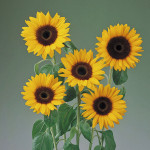 Girasol F1 Tiffany...