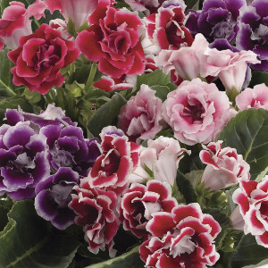 Gloxinia Brocade...