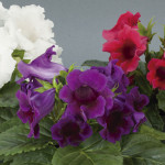 Gloxinia Multibells...