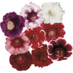 Gloxinia Avanti...