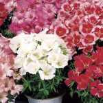 Godetia Satin...
