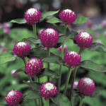 Gomphrena  Audray...