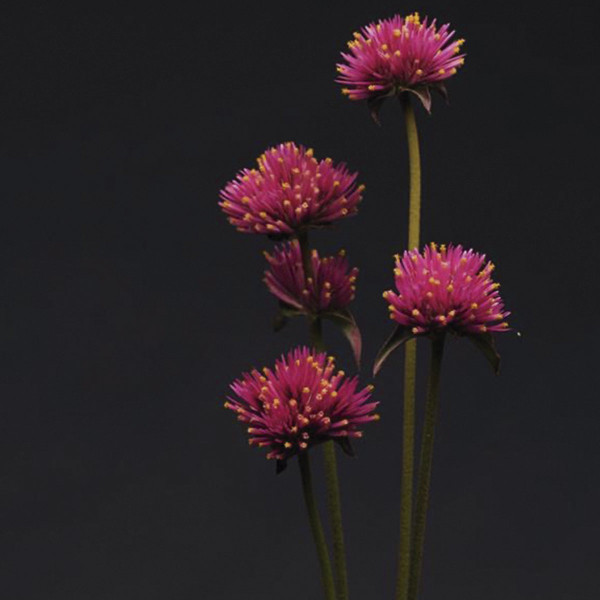 Gomphrena Fireworks