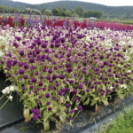 Gomphrena Las Vegas...