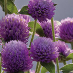 Gomphrena Ping Pong...