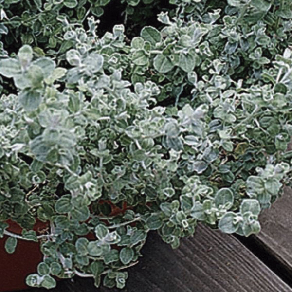 Helichrysum Silver Mist