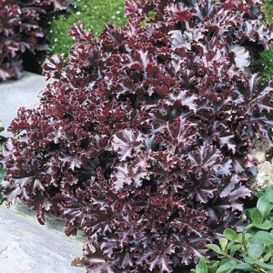 Heuchera Melting Fir...