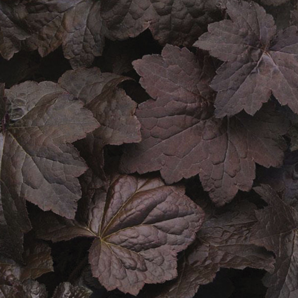 Heuchera Palace Purple