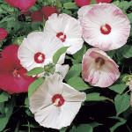 Hibiscus Disco Belle...