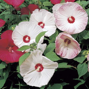 Hibiscus Disco Belle...