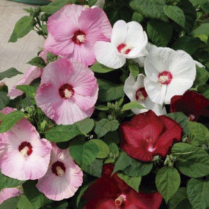 Hibiscus Honeymoon...